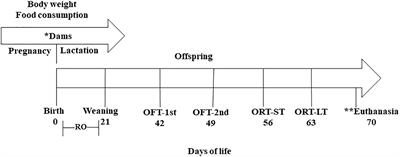 Effect of Conjugated Linoleic Acid on Memory and Reflex Maturation in Rats Treated During Early Life